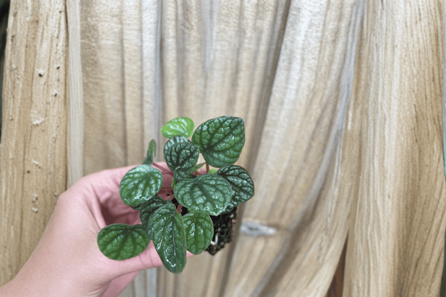 2 Peperomia 'Burbella' Starter Plants – Bare Root – Peperomia 'Burbella'