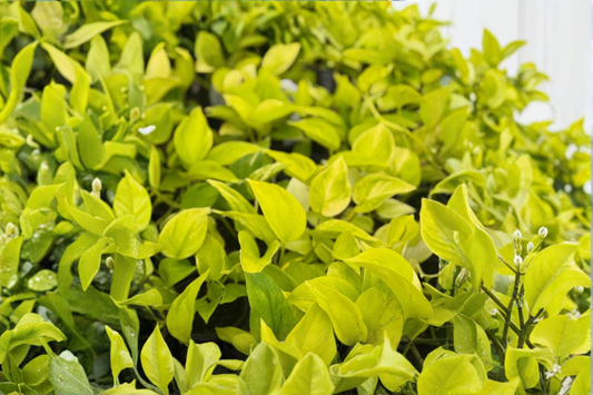 Epipremnum Champs Elysees Live Plant Epipremnum Aurea Pothos in 4 Inch Pot Indoor Houseplant Gift Decor