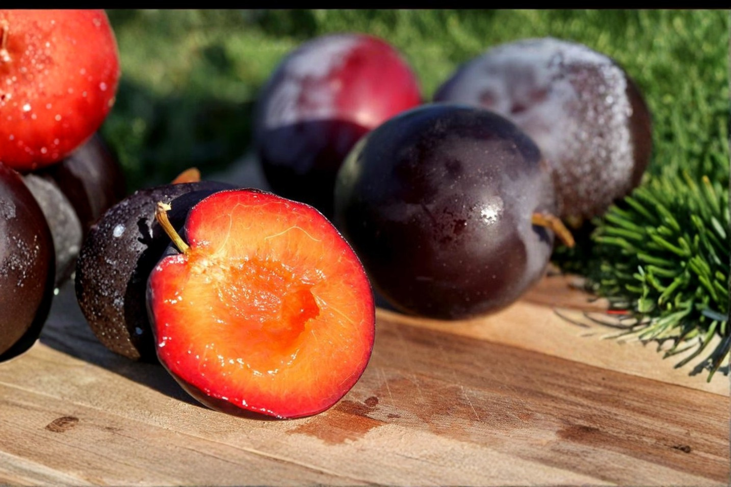 Santa Rosa Plum Tree Grafted Live Fruit Tree Self Pollinating 4ft Tall Plum Tree Ready to Plant Tree Only