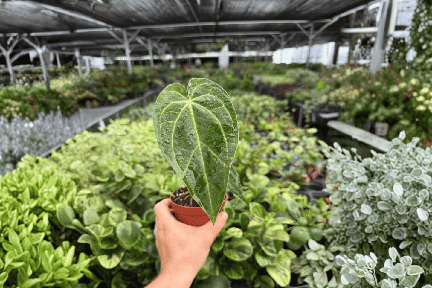 Anthurium Legend x Magnificum 2 Exact Live Plants – 4-Inch Pots