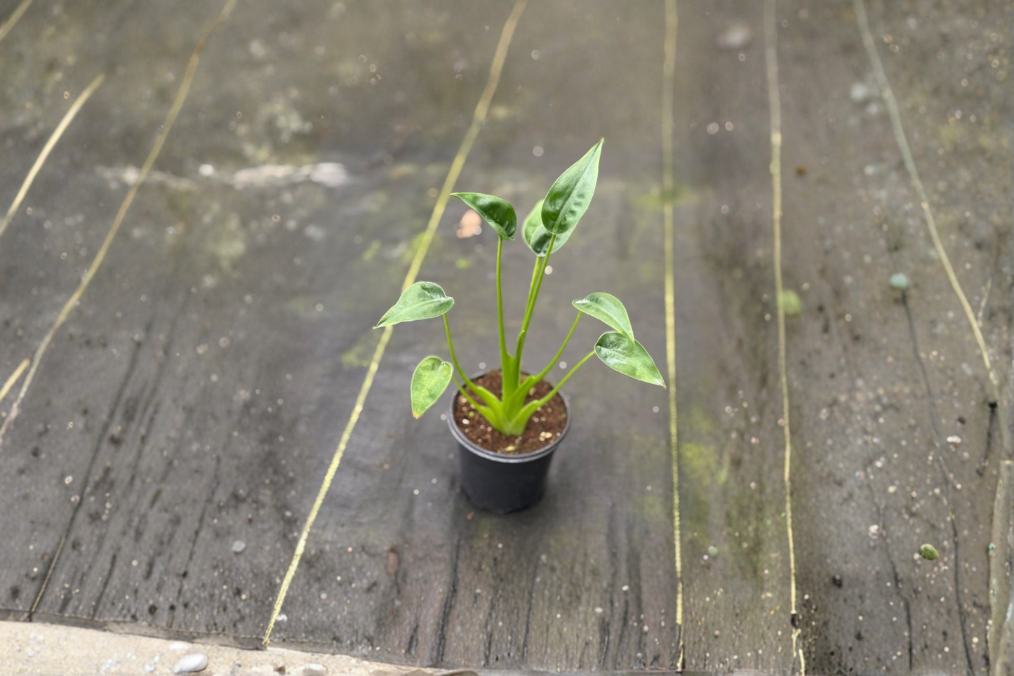 Alocasia Tiny Dancer Live Plant Rooted Tropical Houseplant Indoor Starter Plant Unique Decor Gift
