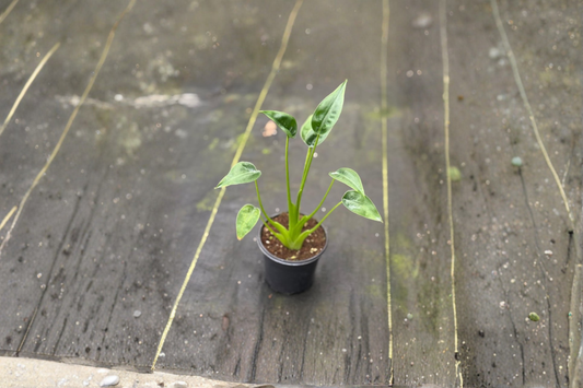 Alocasia Tiny Dancer Live Plant Rooted Tropical Houseplant Indoor Starter Plant Unique Decor Gift