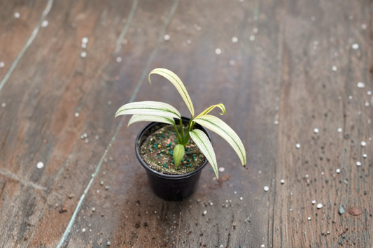 Epipremnum Amplissimum Albo Live Plant Variegated Pothos Cutting in 3 Inch Pot