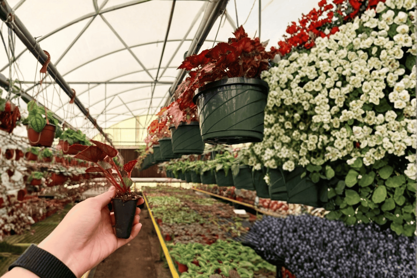 Oteka Begonia 2 Live Starter Plants – Begonia ‘Oteka’