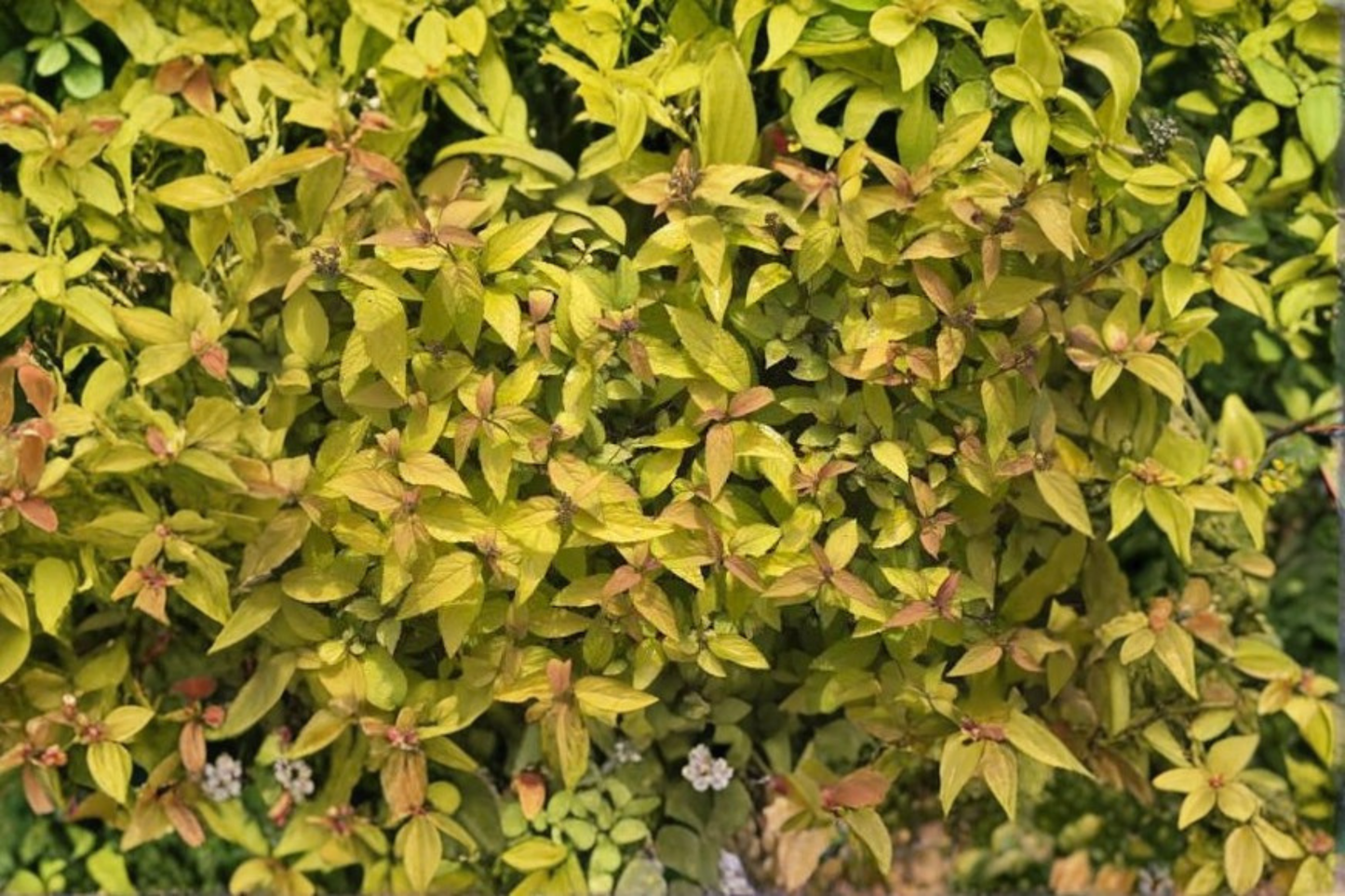 Gold Flame Spirea Live Plant – Quart Pot or Bare Root – Approx. 10–14" Tall (Spiraea japonica 'Goldflame')