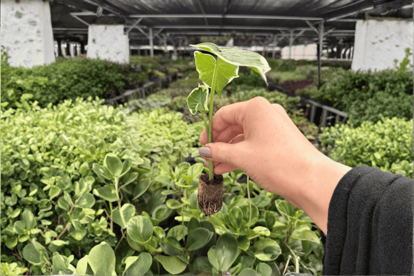 Alocasia Mickey Mouse 2 Exact Starter Live Plants – Xanthosoma ‘Mickey Mouse’