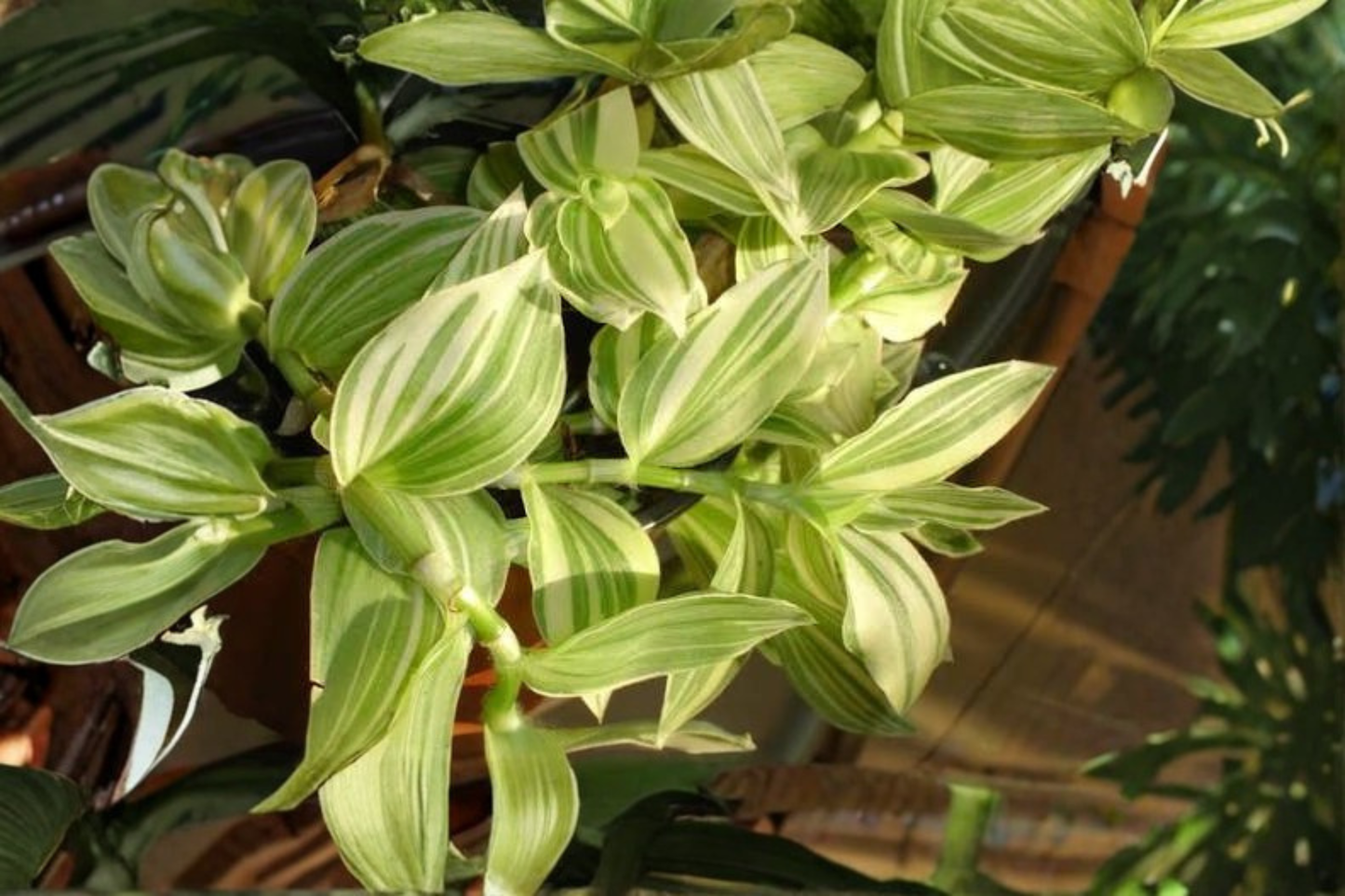 Variegated Tradescantia fluminensis Live Potted Houseplant – Wandering Dude