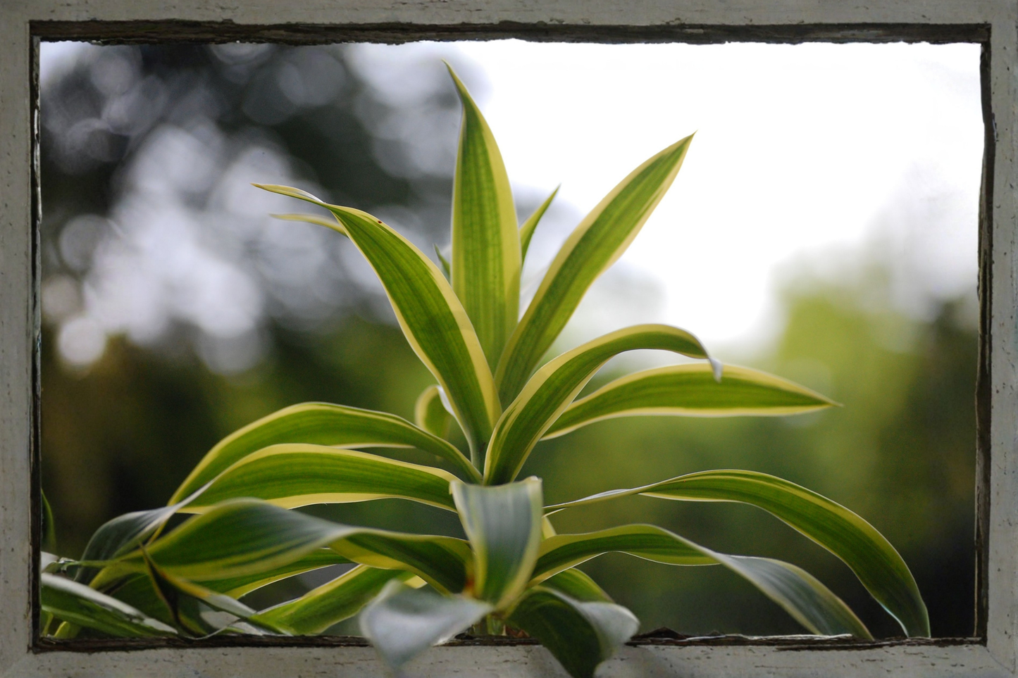 Dracaena 'Tornado' Live Plant – 4 Inch Pot – Dracaena fragrans Curly Houseplant