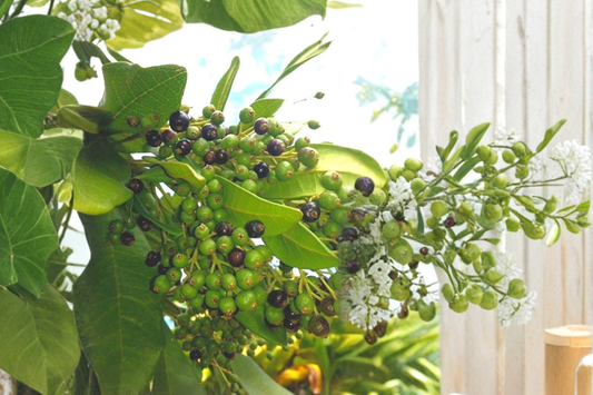 Allspice Live Plant 3-4 ft Tall – Pimenta dioica Tree in Pot for Patio Garden Tropical Plant (No Ship to CA)