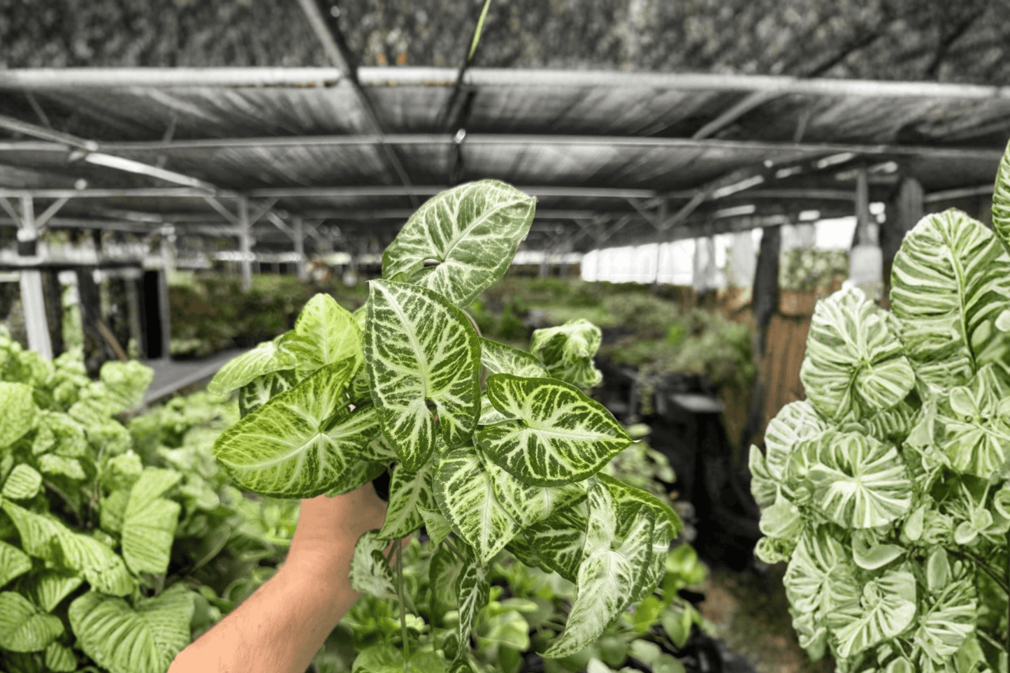 Syngonium Glo-Glo 2 Exact Live Plants – 4-Inch Pots – Syngonium podophyllum ‘Glo-Glo’