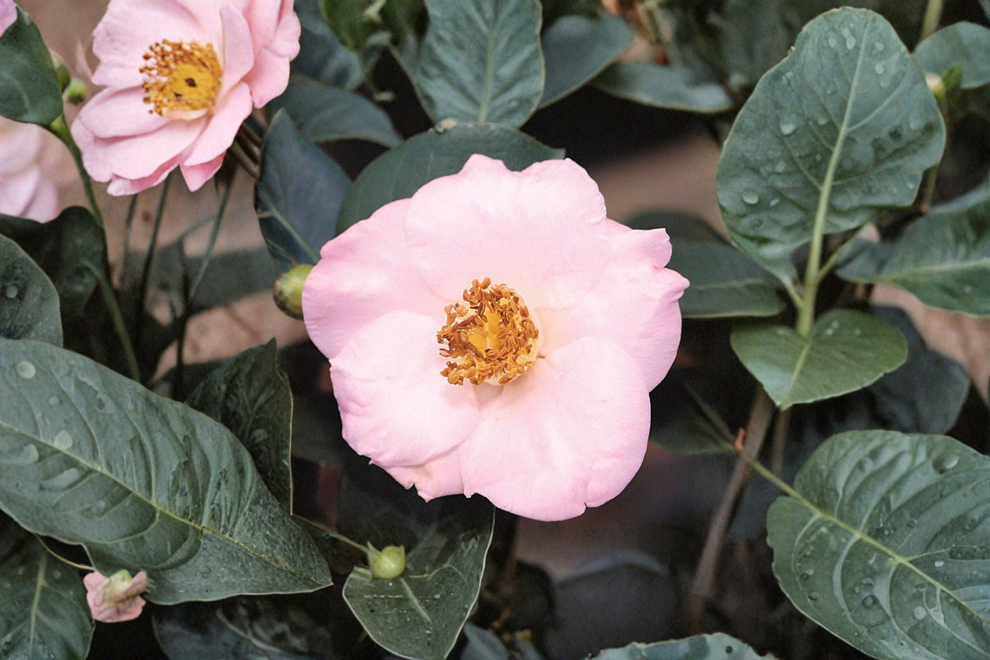 Fall Blooming Camellia ‘Autumn Mist’ 1 Gallon Live Plant – Camellia sasanqua Pink White Evergreen Shrub
