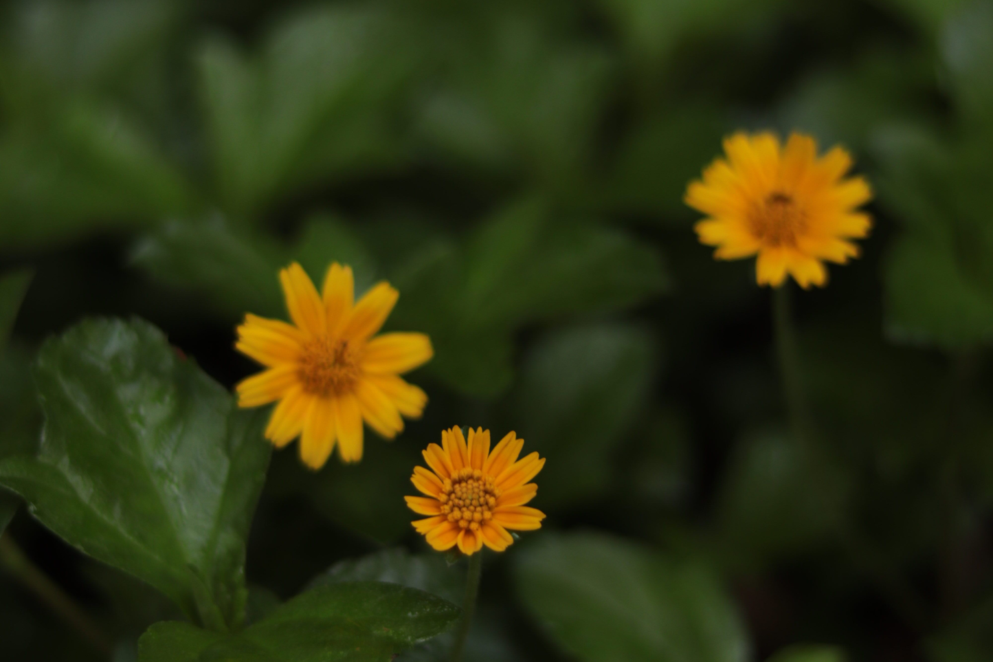 Creeping Daisy Wedelia Live Rooted Plant with 5 Cuttings – Yellow Flowering Perennial