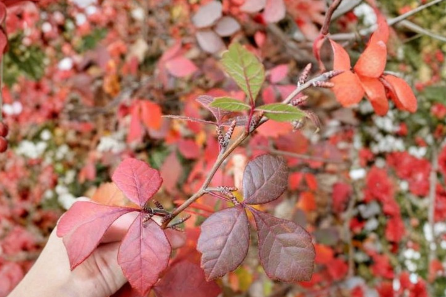 2 Fragrant Aromatic Sumac Live Plants 16+ Inches Tall – Shrub – Rhus aromatica
