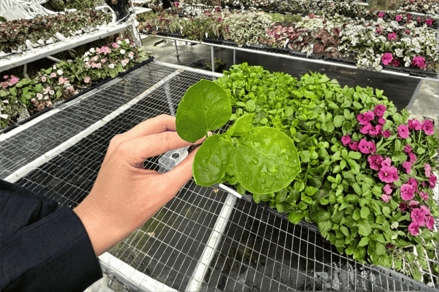 2 Purple Magic Hibiscus Starter Plants – Live Tropical Hibiscus