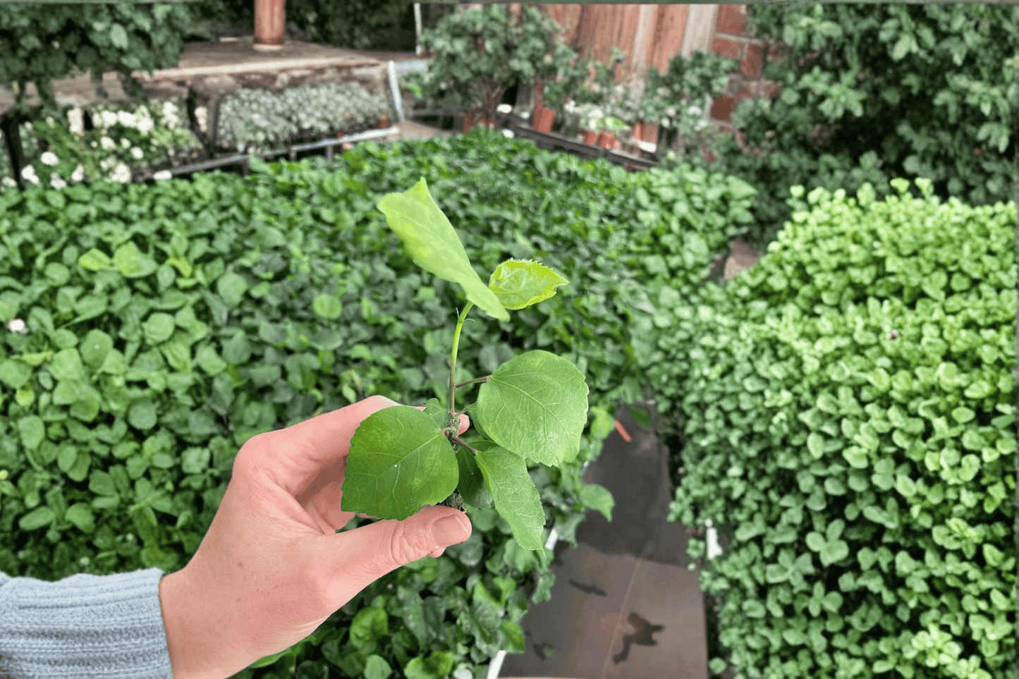 2 Acapulco Gold Hibiscus Live Starter Plants – Bare Root in Soil Pod (Hibiscus rosa-sinensis)