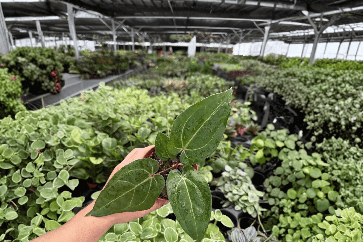 Anthurium Legend x Blue Xone 2 Exact Live Plants – 4-Inch Pots