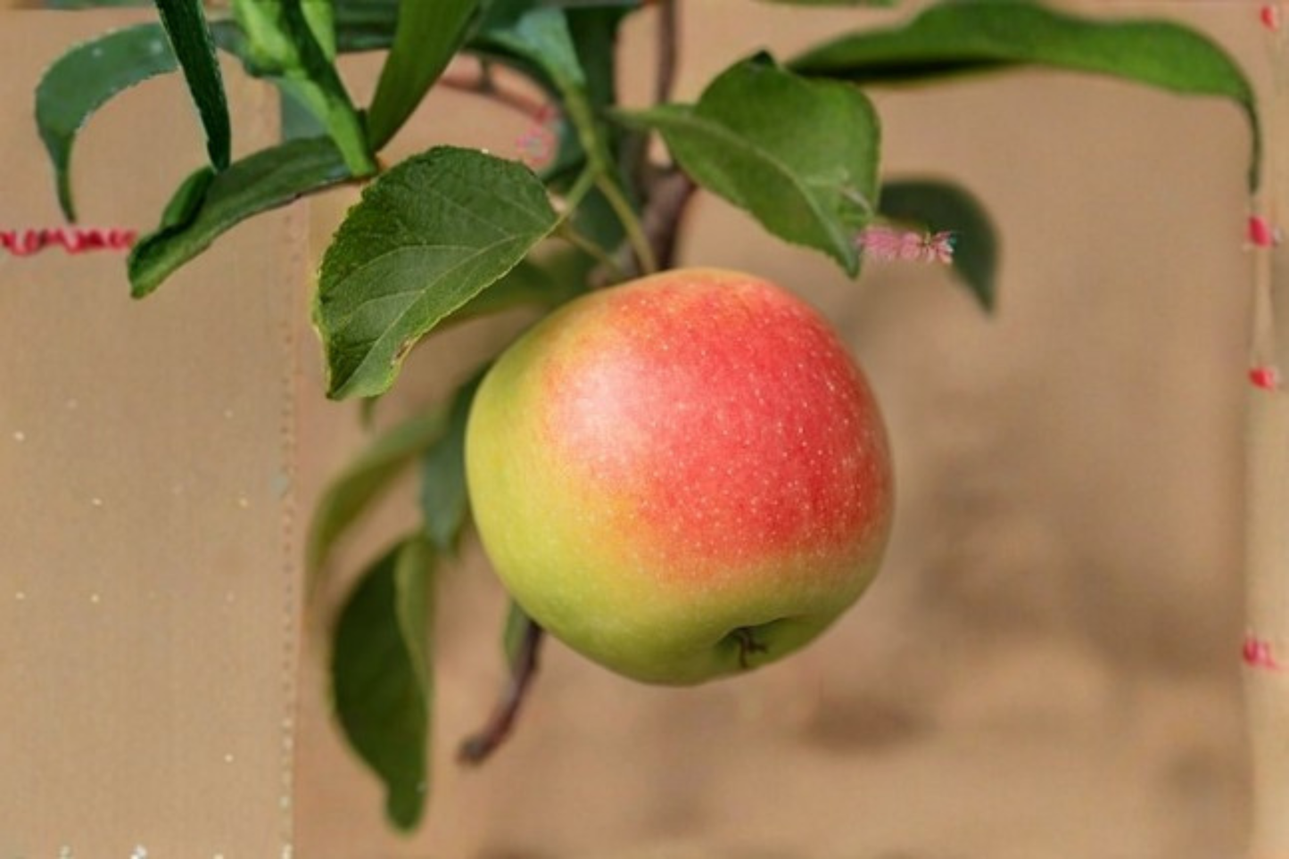 Jumbo Apple Tree Seeds 10 Pack Open Pollinated Fruit Tree Seeds Garden Orchard Variety for Planting