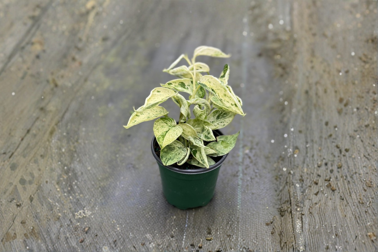 Scindapsus Marble Queen Live Plant Satin Pothos in 4 Inch Pot Indoor Trailing Houseplant Gift Decor