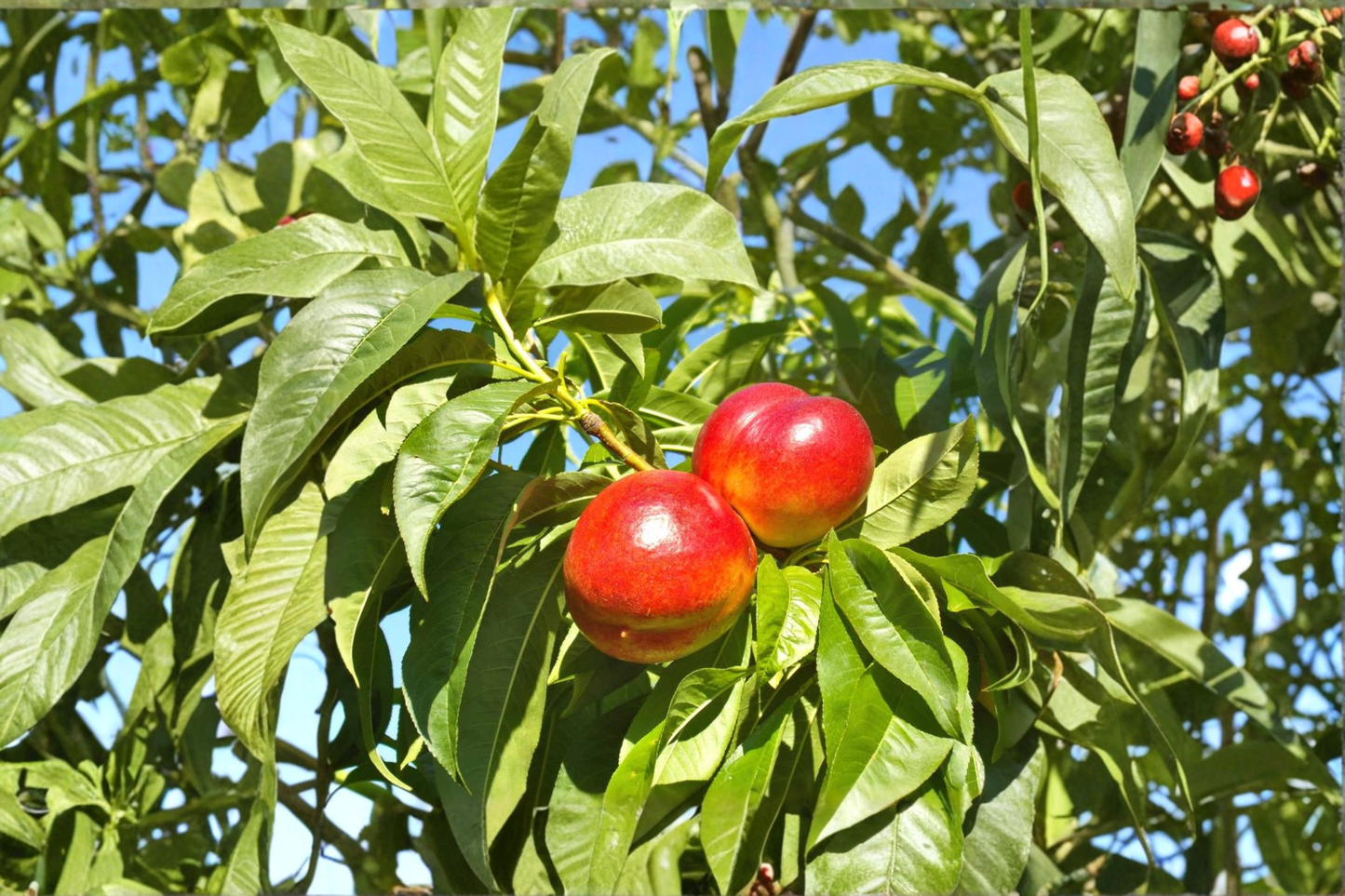 Karla Rose Nectarine Tree 4–6 ft Live Plant – Sweet Nectarine Fruit Tree for Garden, Hardy Outdoor Tree for Backyard Growing
