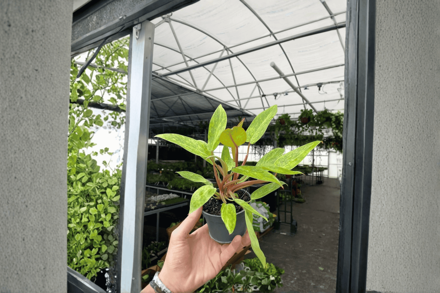 2 Philodendron 'Painted Lady' Live Plants – 4-Inch Pots – Philodendron 'Painted Lady'