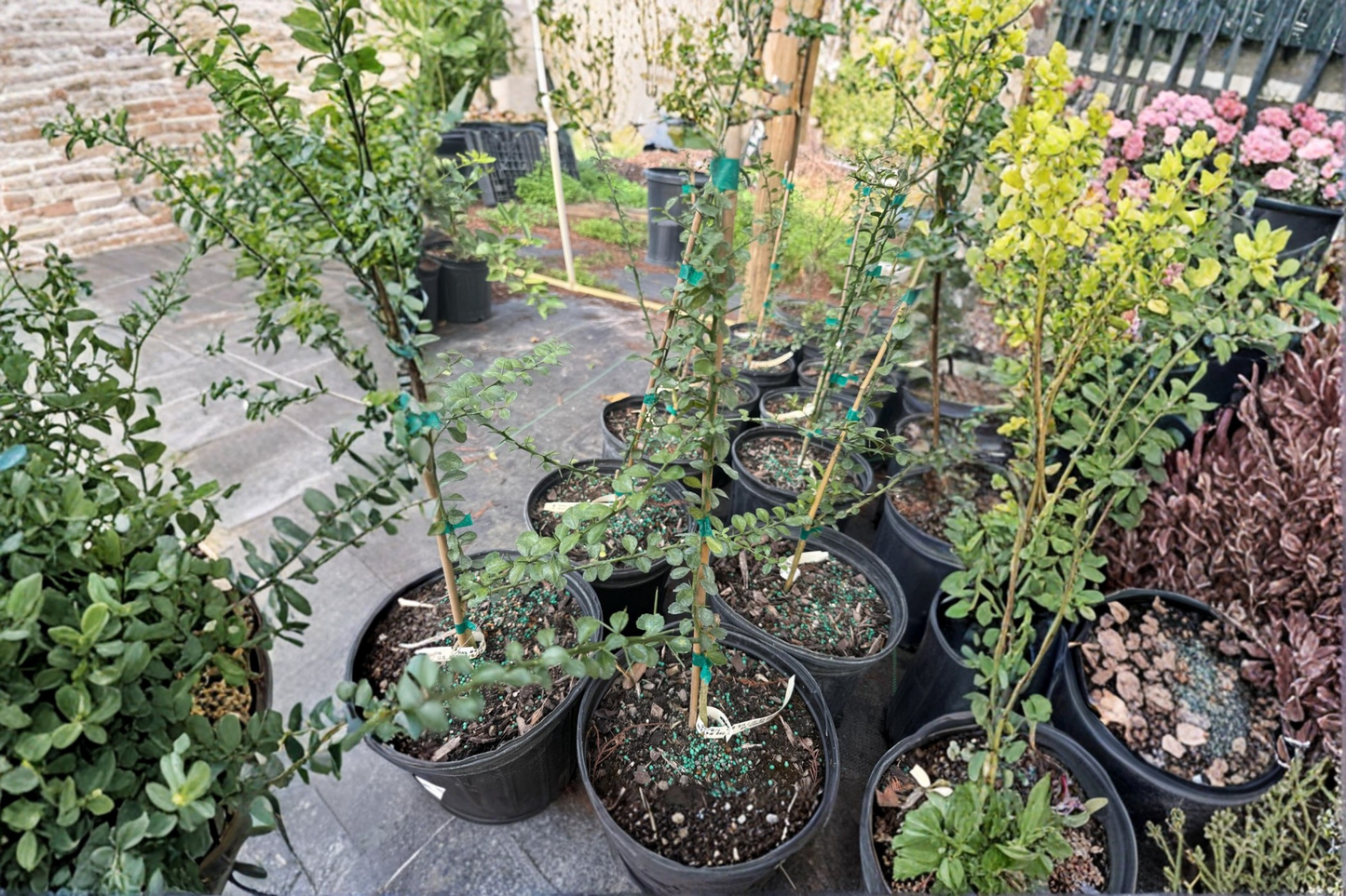 White Finger Lime Tree KB-37 Grafted 2 ft Tall – Citrus australasica Live Plant for Patio Garden (No Ship to CA)