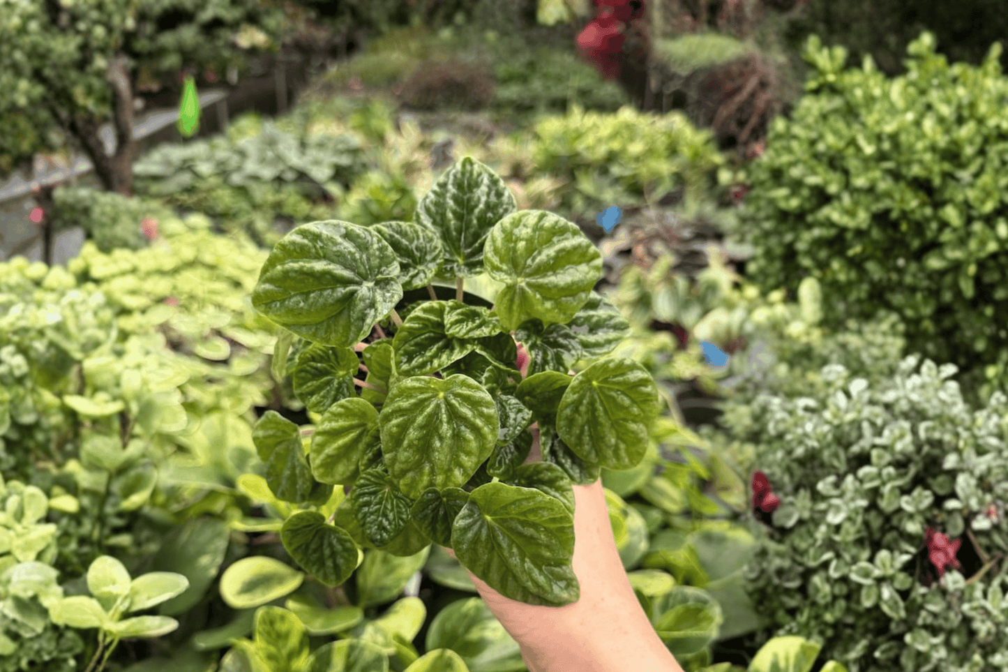 Peperomia Green Ripple 2 Exact Live Plants – 4-Inch Pots – Peperomia caperata