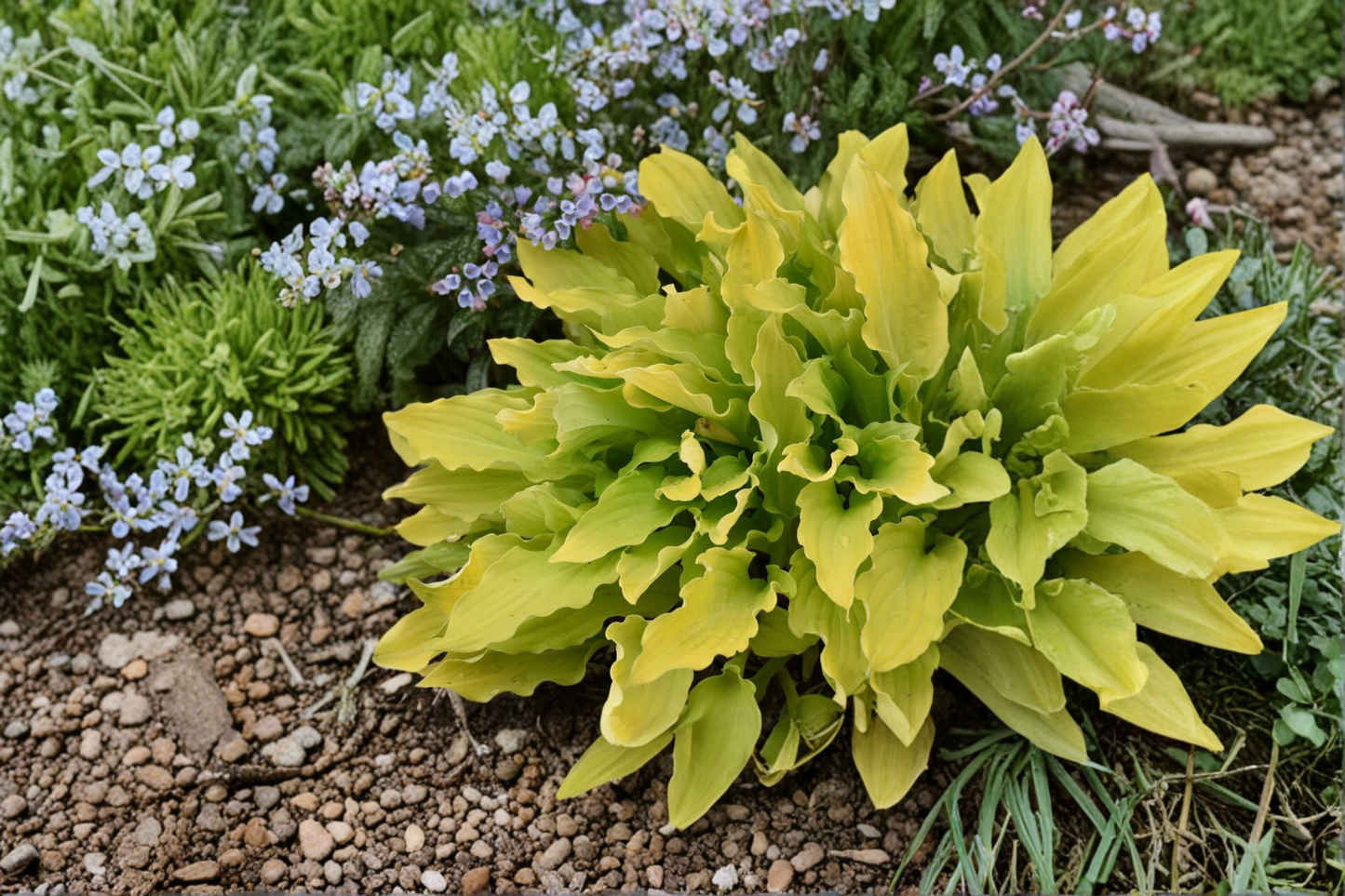 Time in a Bottle Hosta 3 Inch Pot Variegated Shade Perennial Yellow Green Leaf Garden Starter Plant