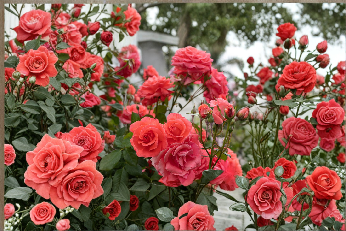 Climbing America Rose Plant 1 Gal Live Climbing Bush, Salmon Pink Bloom Rose for Garden Trellis Outdoor Flowering Plant