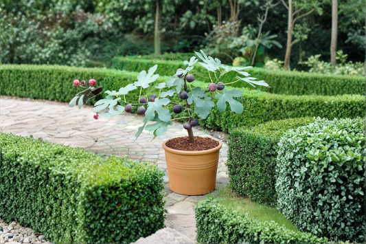 Celeste Fig Cutting Fresh Fig Cuttings for Propagation Sweet Heirloom Fig Variety Rooting Plant Cutting One Cutting