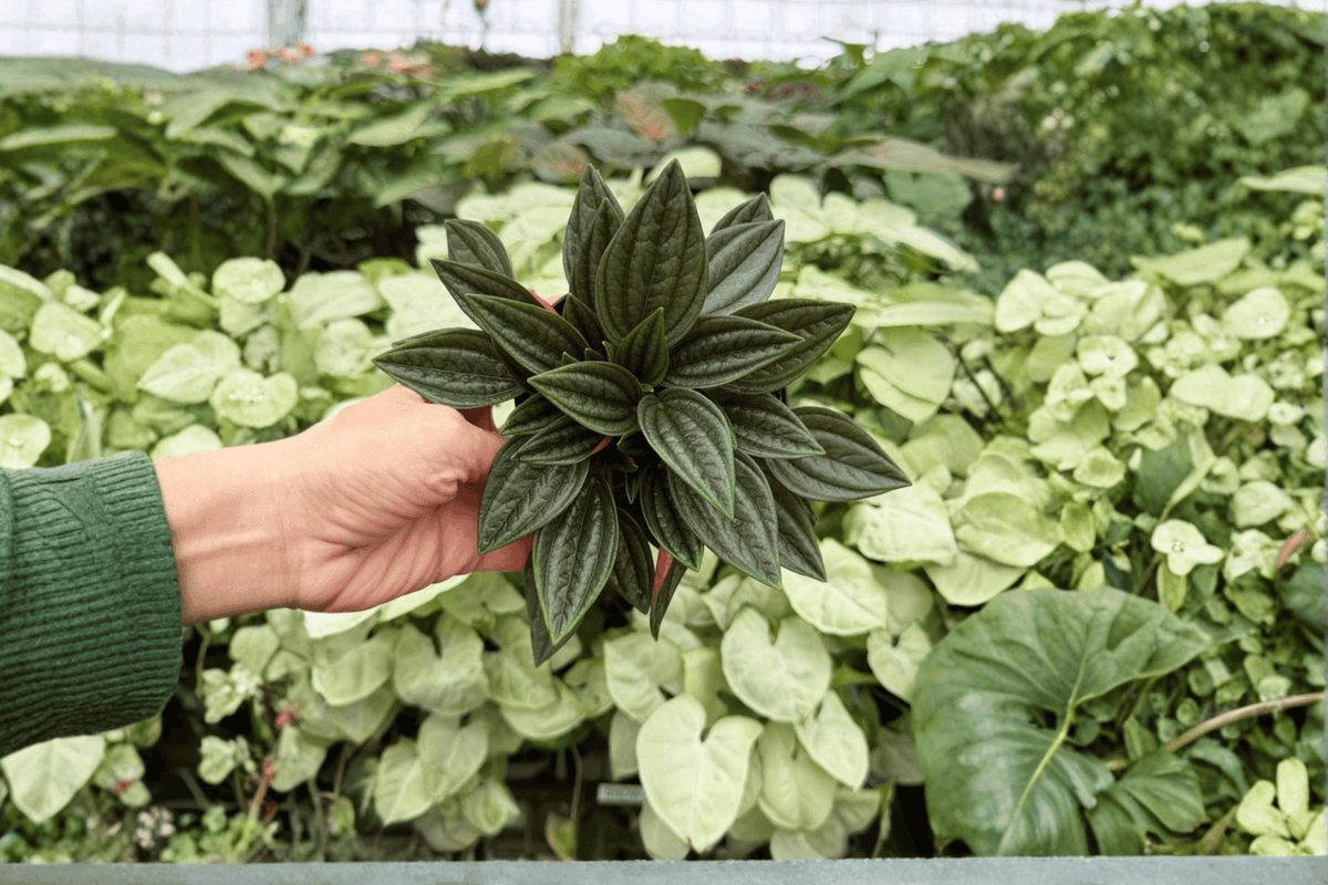 Peperomia ‘Rosso’ 2 Exact Live Plants – 4-Inch Pots – Peperomia caperata