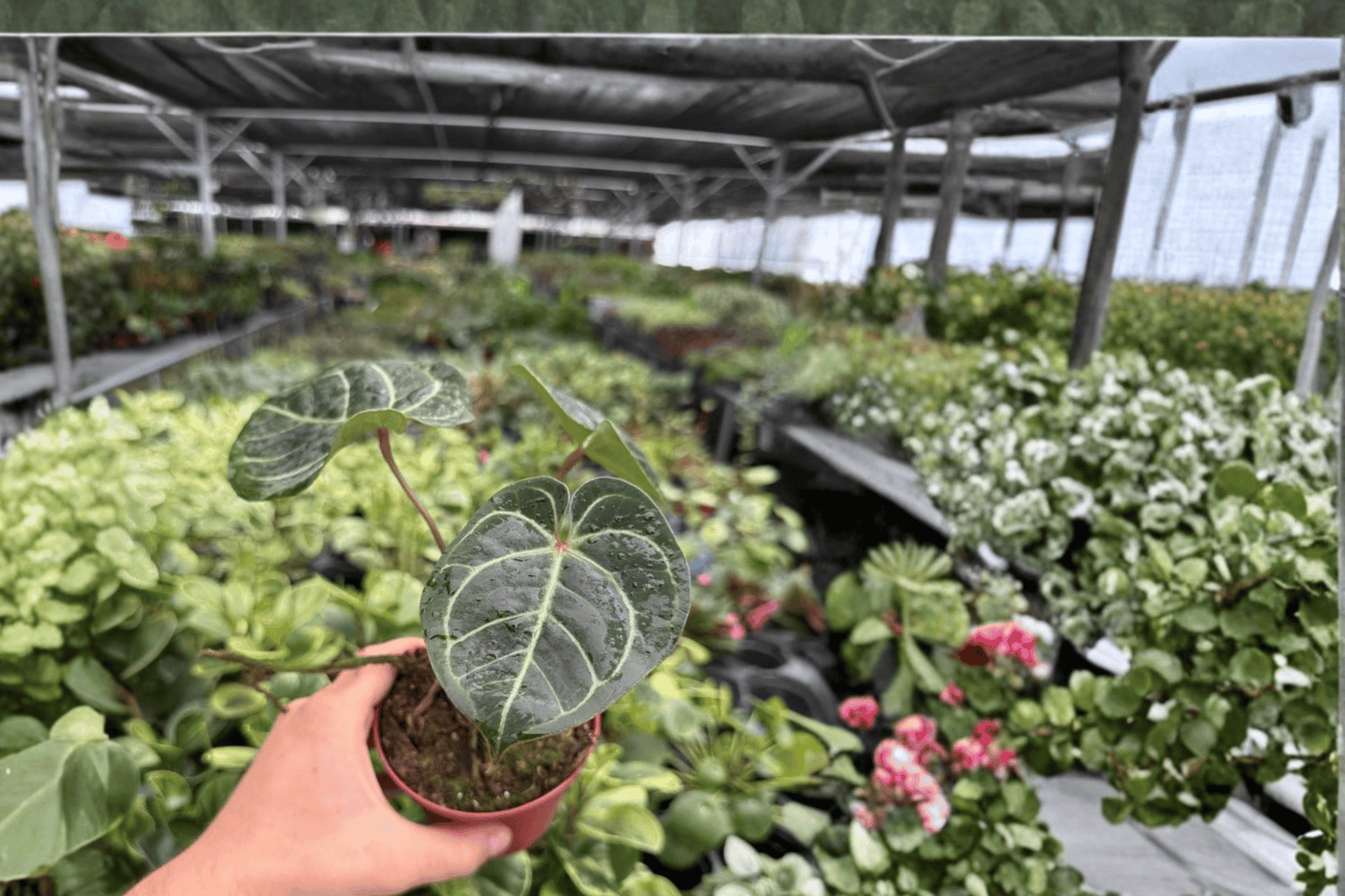 Anthurium Silver x Red Gunsal 2 Exact Live Plants – 4-Inch Pots