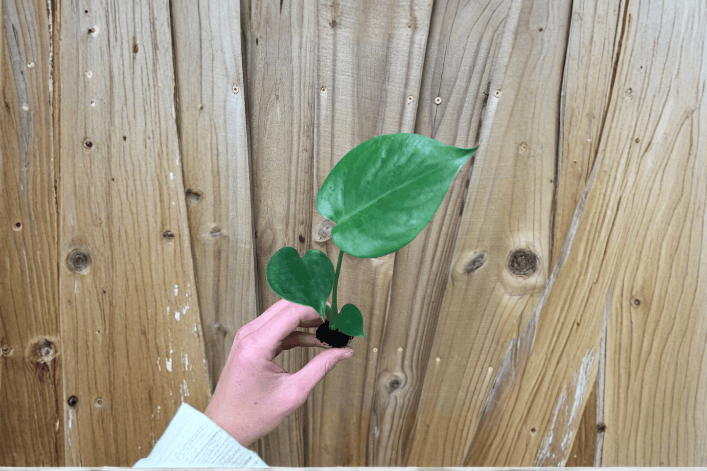 2 Monstera Deliciosa 'Swiss Cheese Plant' Starter Plants – Bare Root – Monstera deliciosa