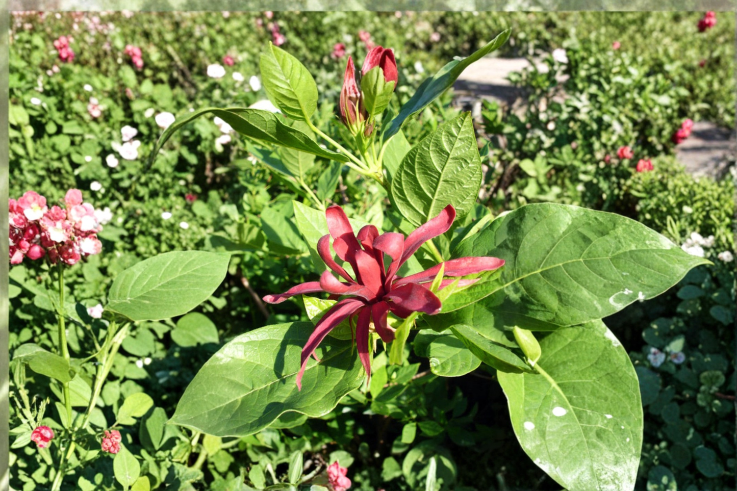 Carolina Allspice Live Plant 2 Gallon Pot Calycanthus floridus Native Shrub Burgundy Spring Flowers Garden Landscape