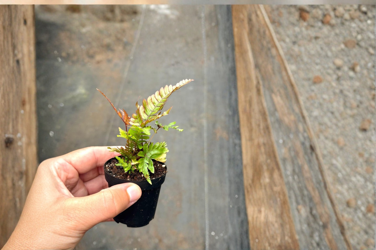 Fern Starter Live Plant Rooted Indoor Houseplant Maidenhair Blue Oil Autumn Fern in 2 Inch Pot