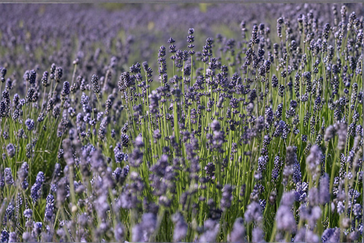 Lavender Live Plant Lavandula angustifolia Rooted Herb Plant Purple Flower Perennial Garden Plant Shipped Without Pot