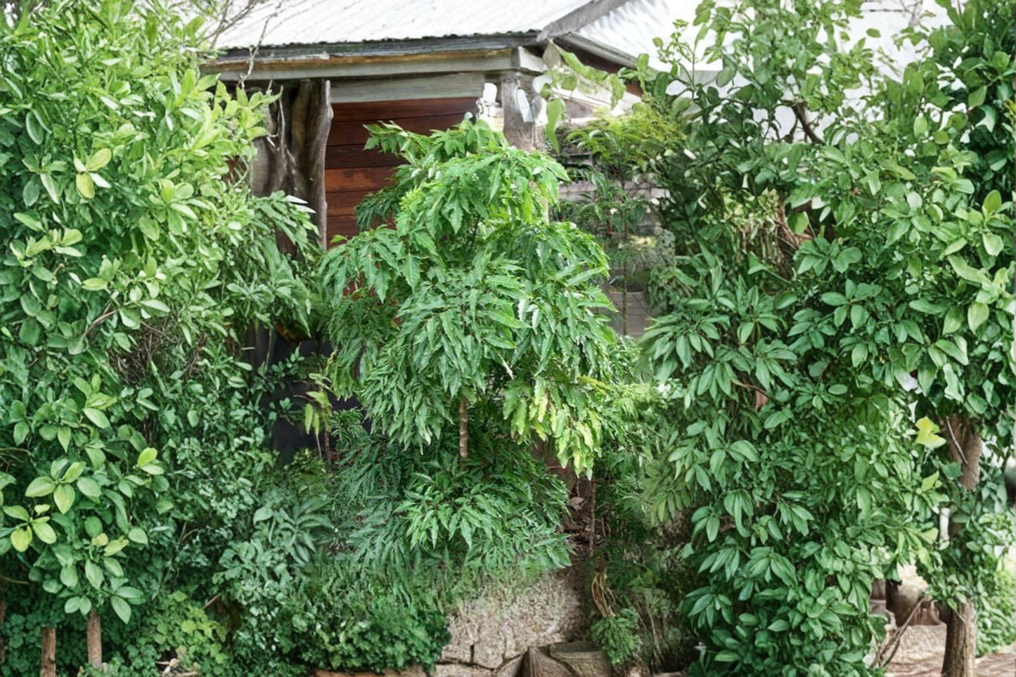 Ming Aralia Stump Bonsai Live Plant in 6-Inch Pot – Polyscias fruticosa Tropical Indoor Tree