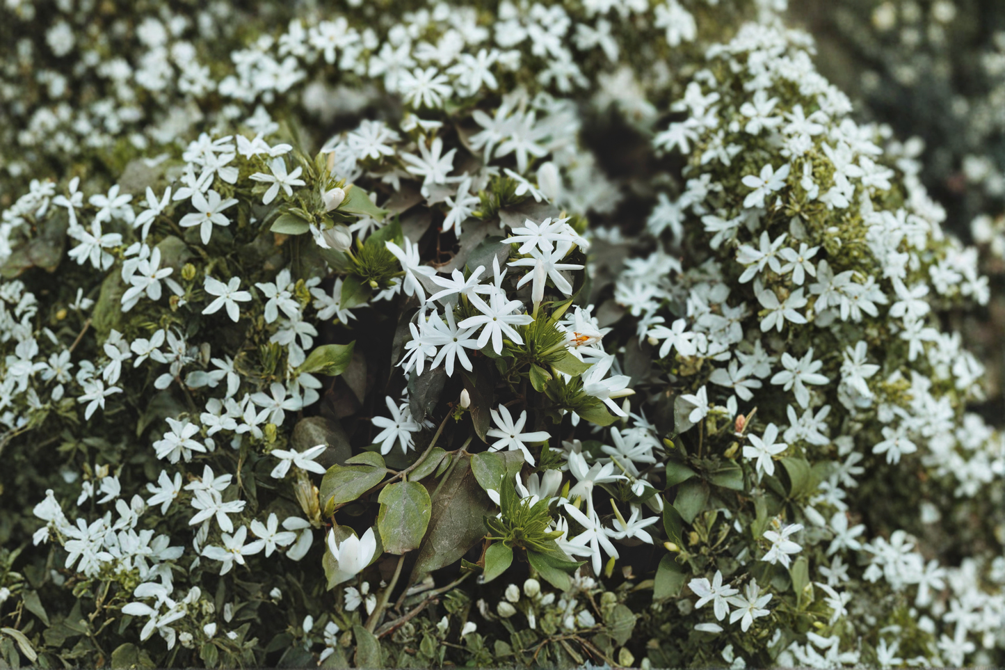 Angel Wing Star Jasmine Live Plant – 4-Inch Pot, 10–14 Inches Tall – Jasminum nitidum