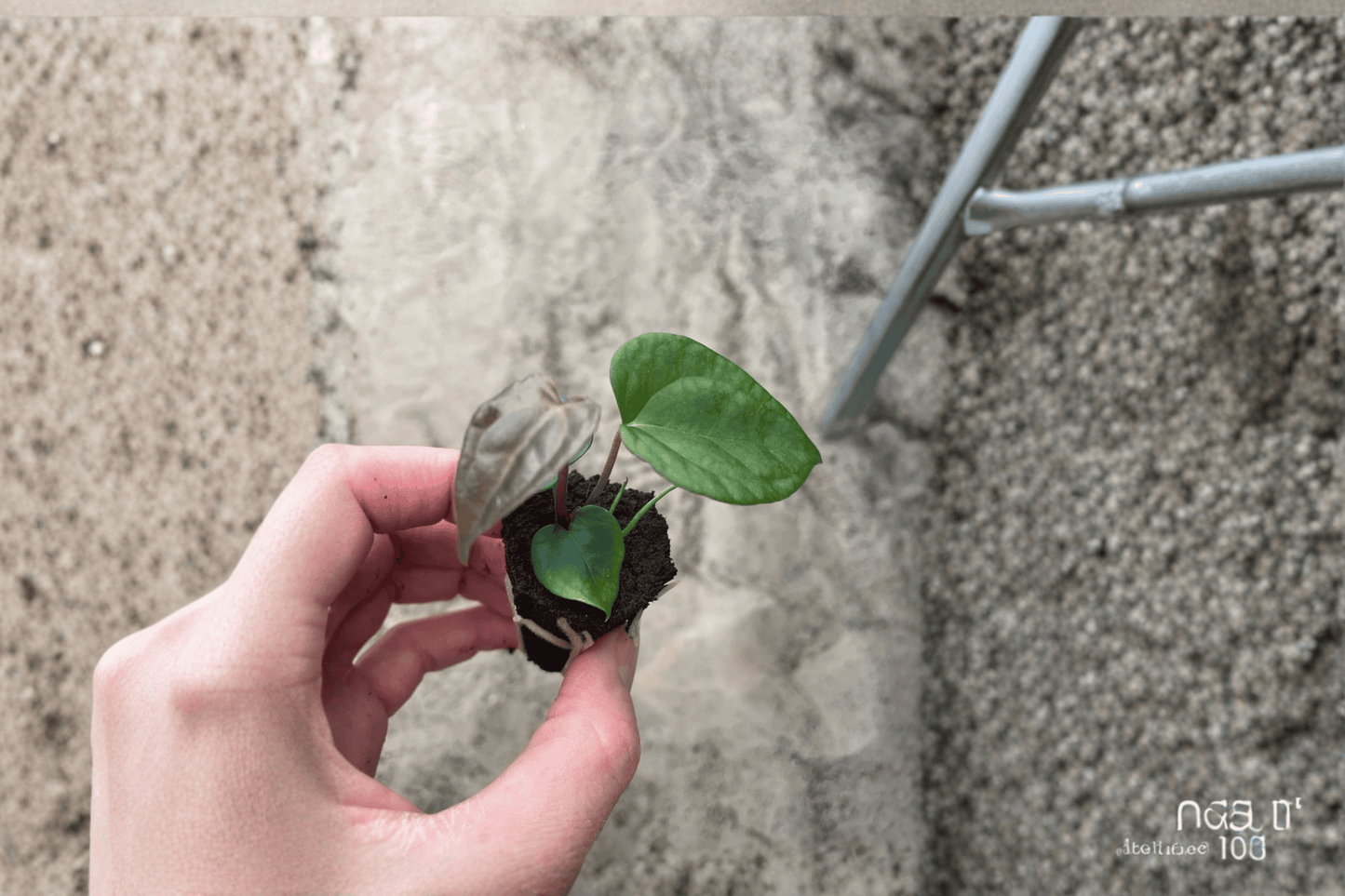 2 Anthurium Ace of Spades × Papillilaminum Starter Plants – Live Hybrid Anthuriums