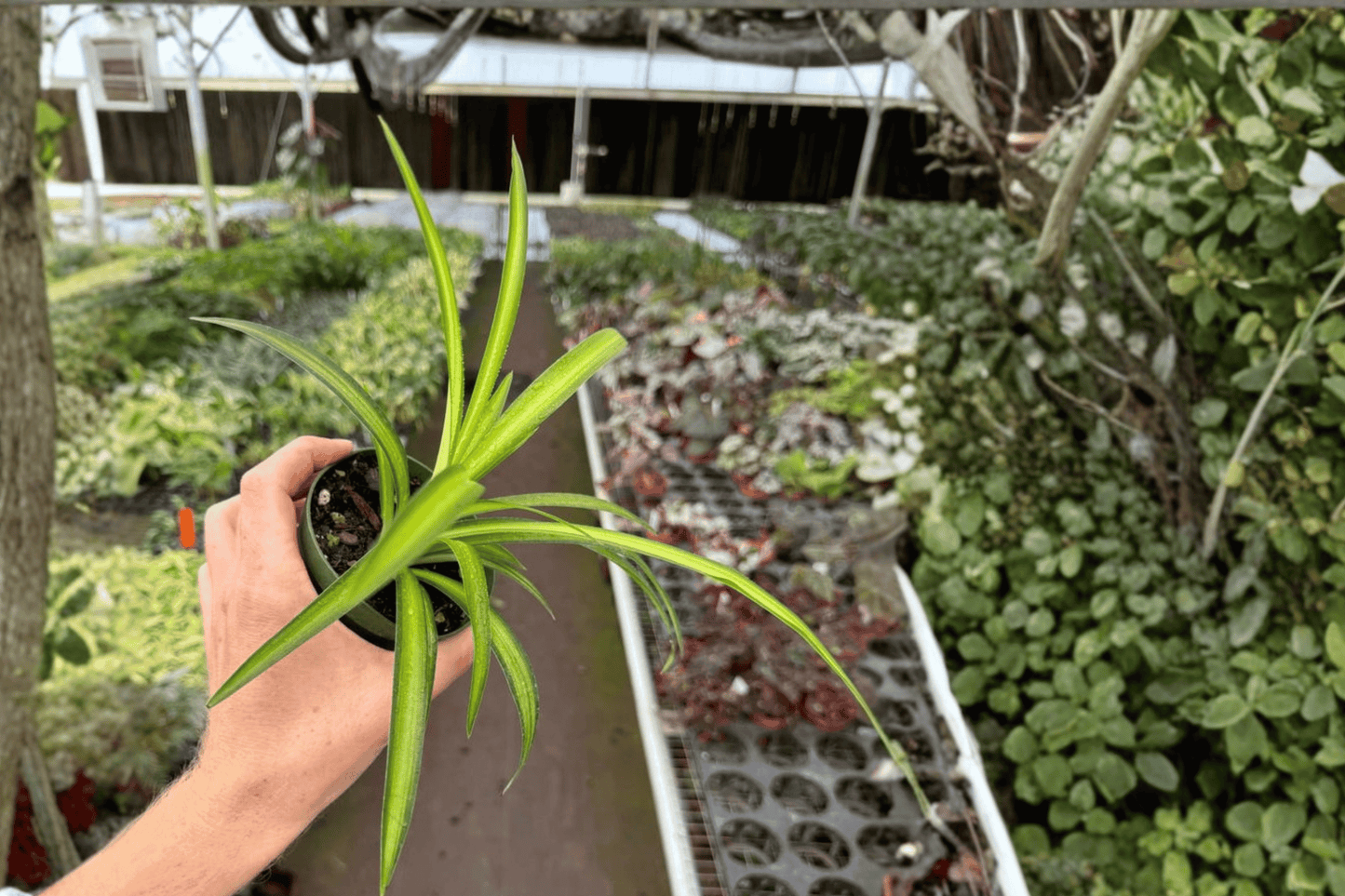 Hawaiian Spider Plant 2 Live Plants – 4-Inch Pots – Chlorophytum comosum