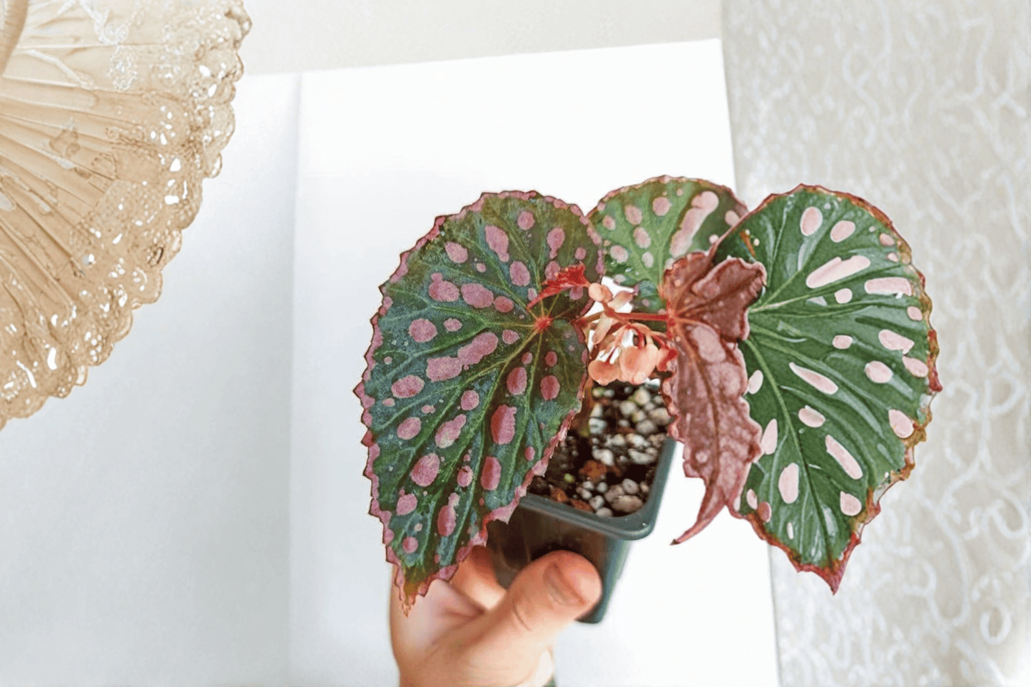 2 Begonia negrosensis × chlorosticta Tissue Culture Plants – Live Starter Cultures