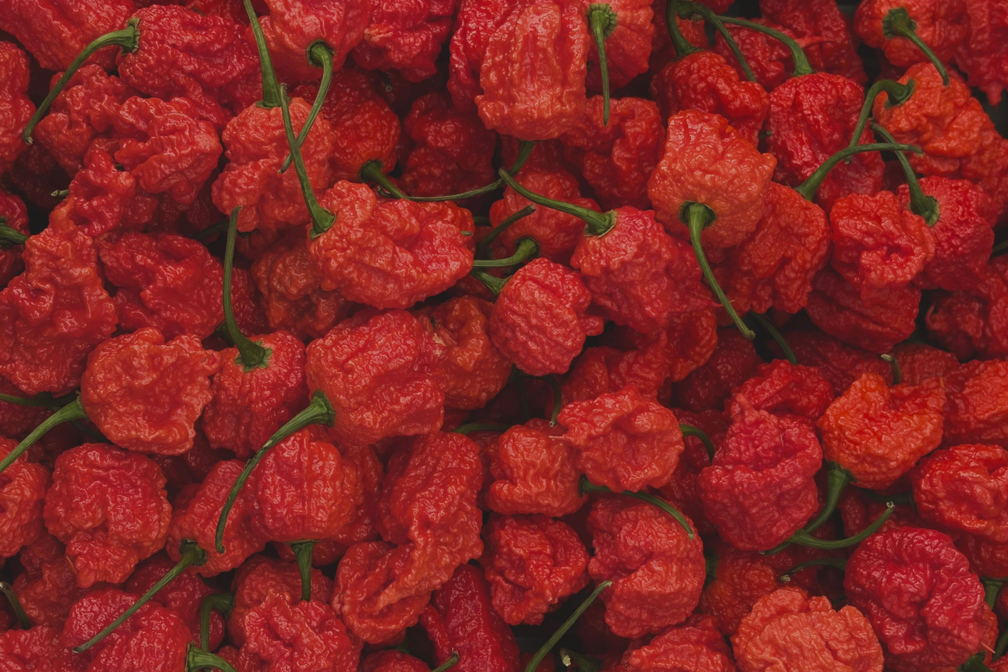 Carolina Reaper Live Pepper Plants – Lot of 3 – 75+ Day Old Starters – Capsicum chinense