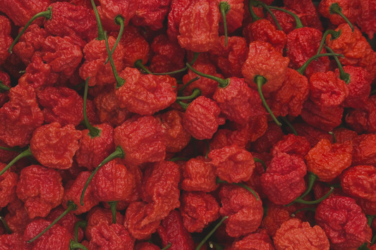 Carolina Reaper Live Pepper Plants – Lot of 3 – 75+ Day Old Starters – Capsicum chinense