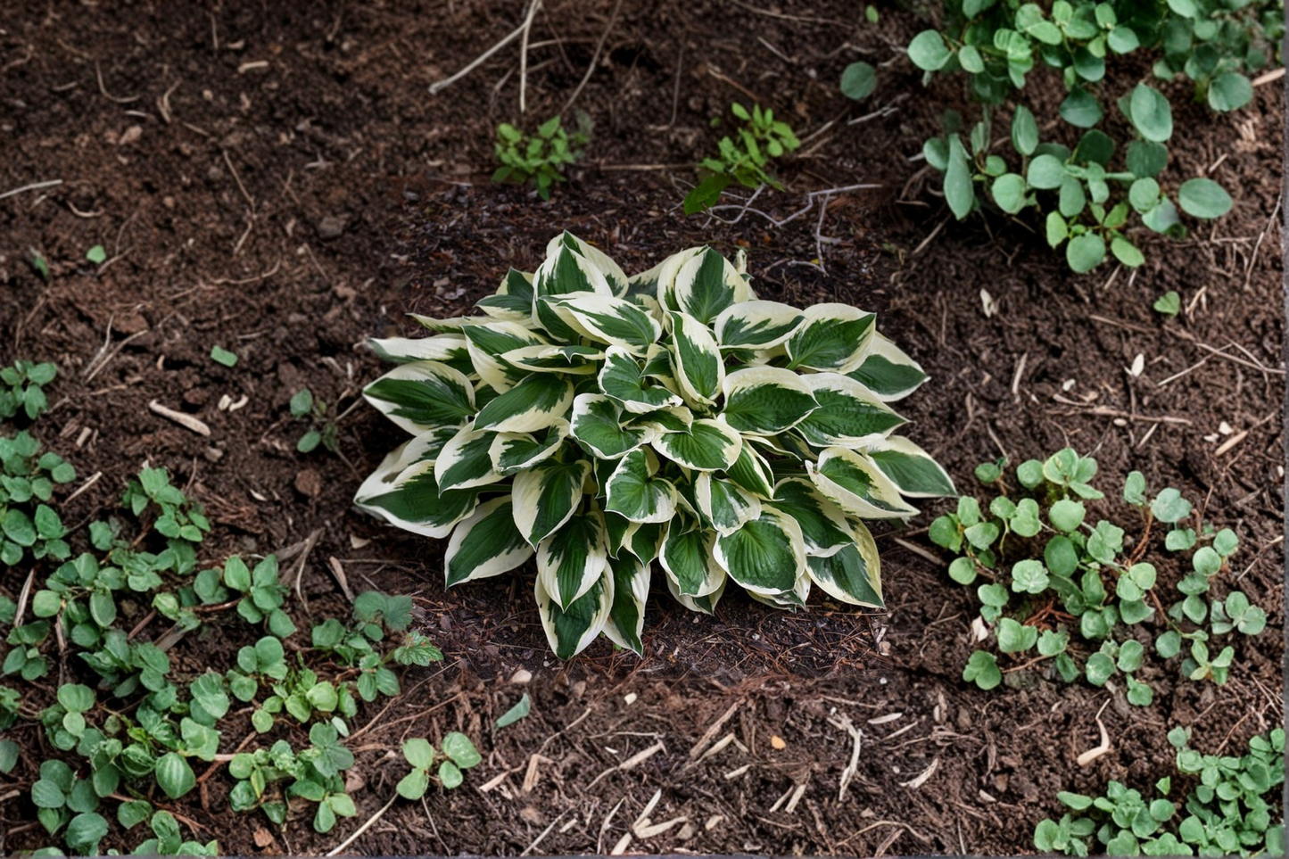 Patriot Hosta 3 Inch Pot Variegated Shade Perennial Green White Leaf Garden Starter Plant Border Foliage