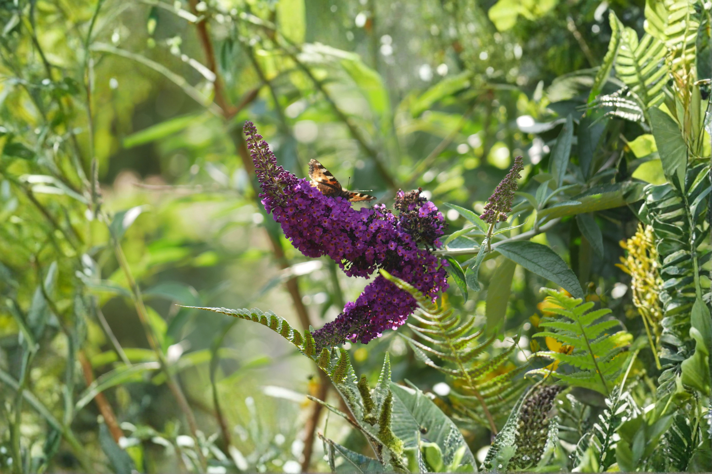 Black-Purple Butterfly Bush Live Plant – 1 Well-Rooted Starter Shrub, Buddleja davidii