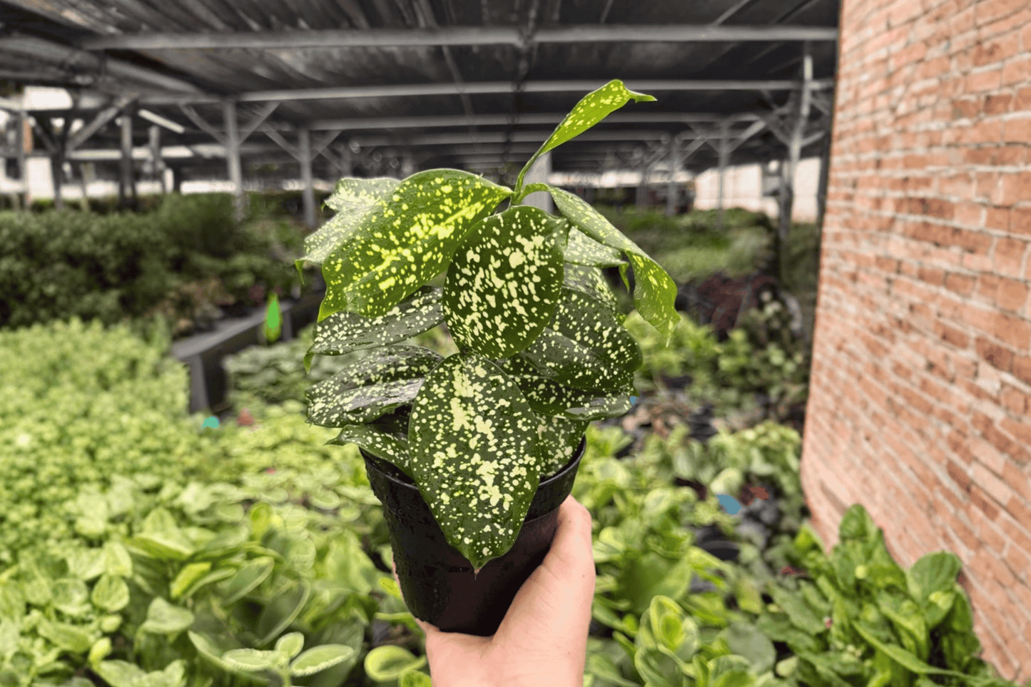 Dracaena Florida Beauty 2 Exact Live Plants – 4-Inch Pots – Dracaena surculosa