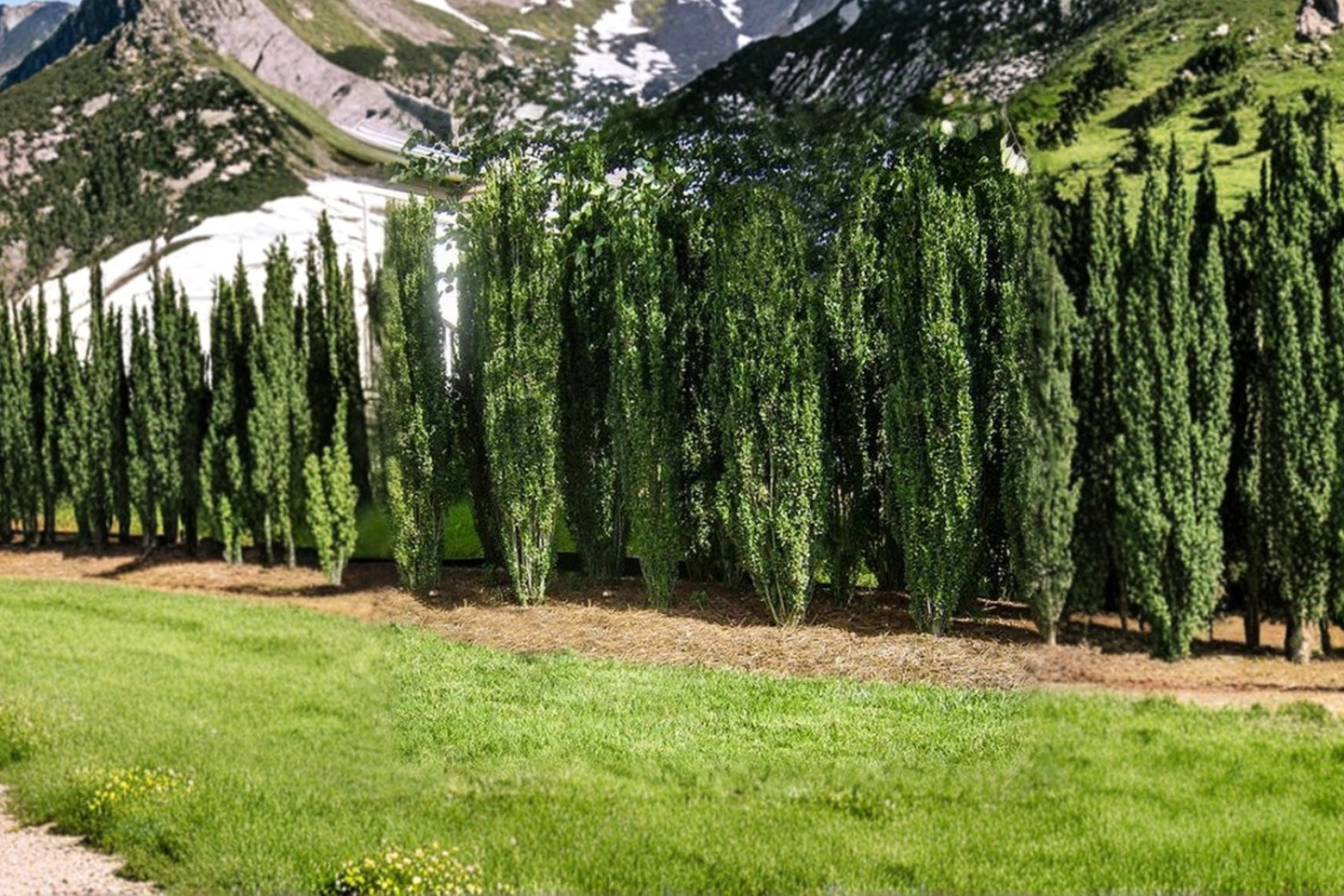 Sky Pencil Japanese Holly Live Plant 3 Gallon – Narrow Evergreen Hedge Shrub for Landscape, Vertical Garden Plant