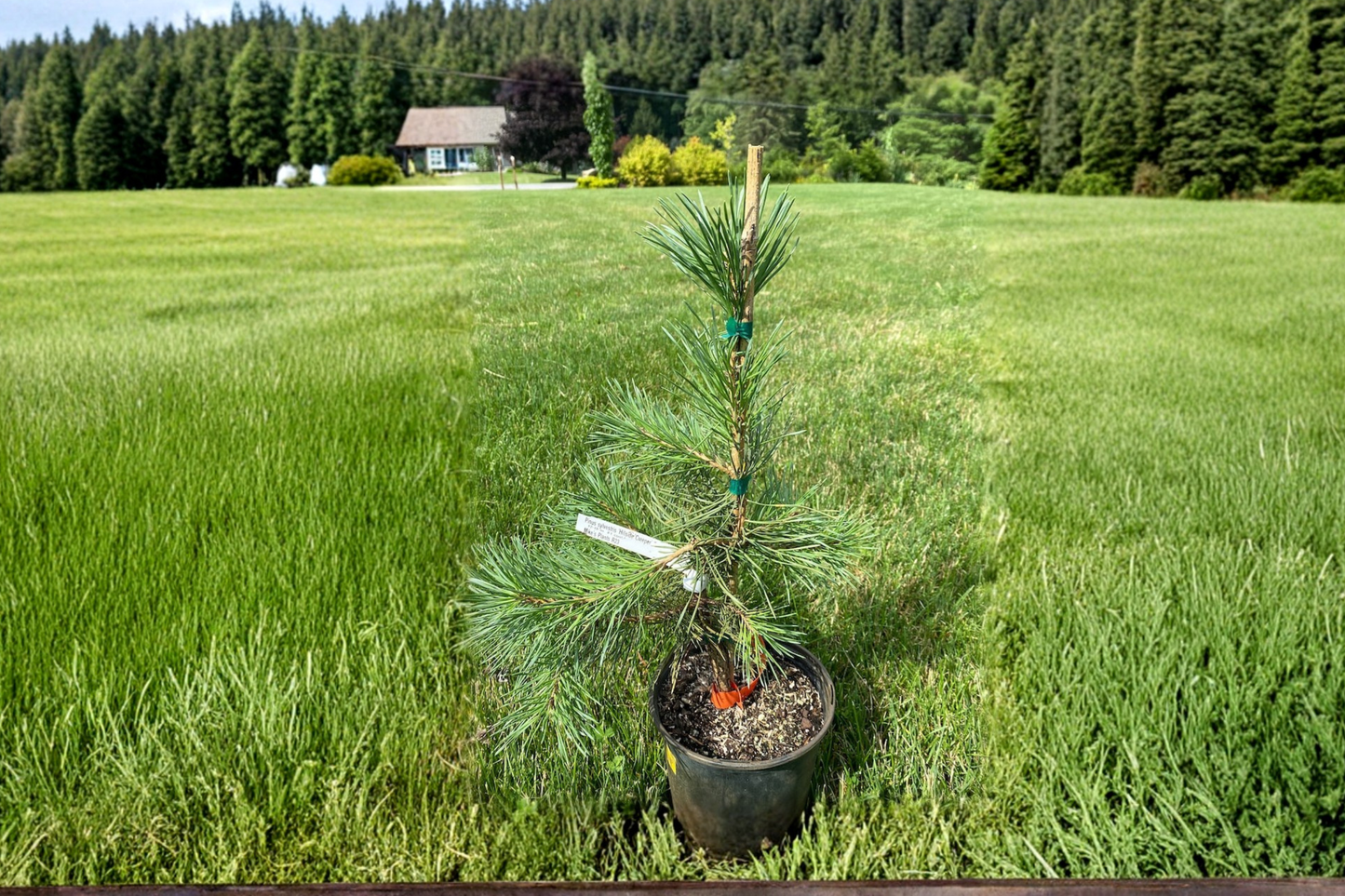 Oregon Green Austrian Pine 12 Inch Live Plant 1 Gallon Pot – Pinus nigra Evergreen Conifer Compact Upright Garden Tree