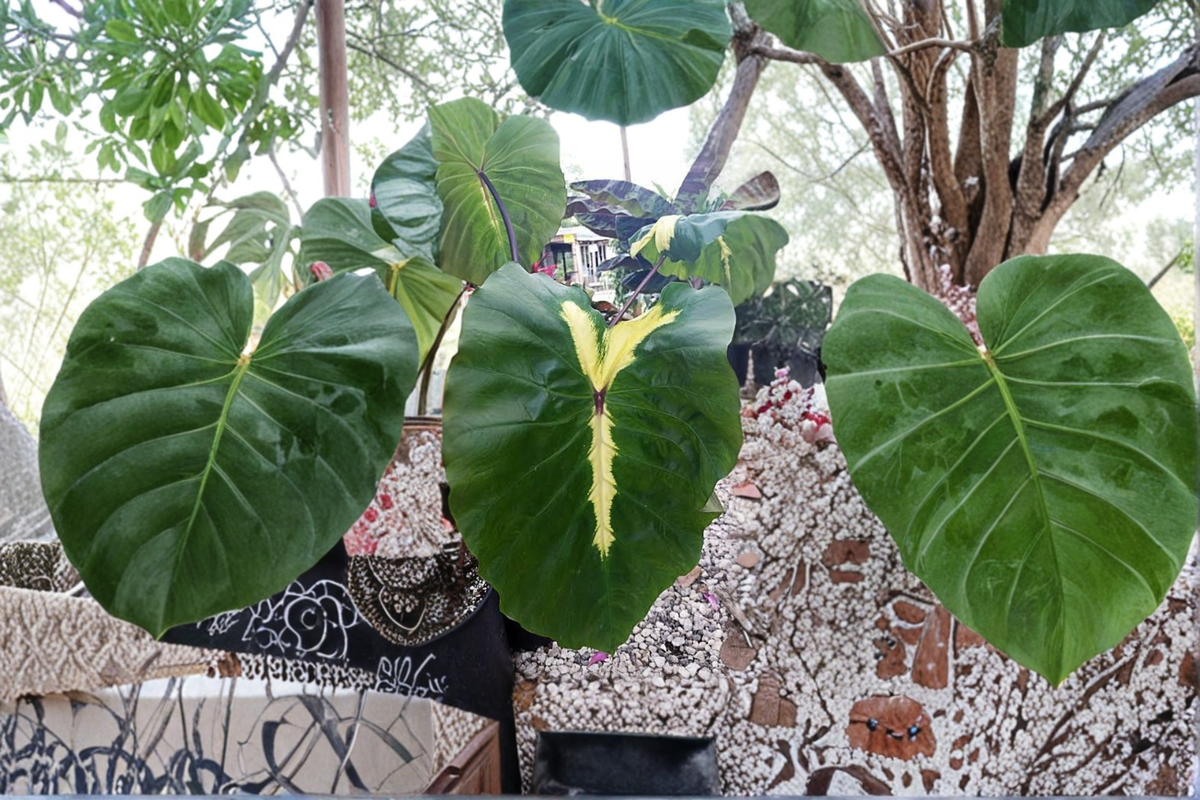 Waikiki Colocasia Live Plant 3–6 Inches Tall – Tropical Elephant Ear (No Pot)