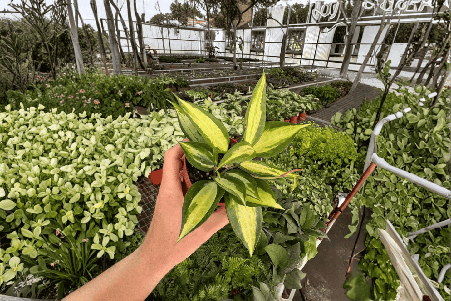 2 Hoya Pot of Gold Live Plants – 4-Inch Potted Wax Plants (Hoya latifolia 'Pot of Gold')