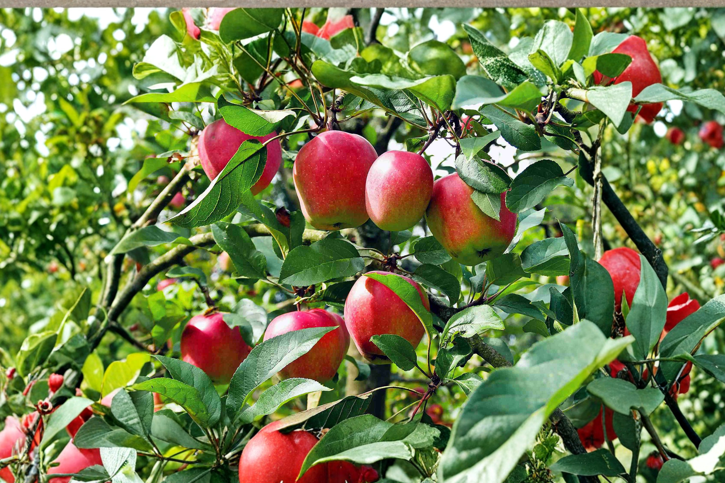 Anna Apple Tree Live Fruit Tree 4ft Tall Self Pollinating Apple Tree Grafted Orchard Plant Ready to Plant Tree Only